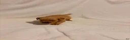 Golden Retriever dogs for sale: Golden Retriever 5 - Ad 3