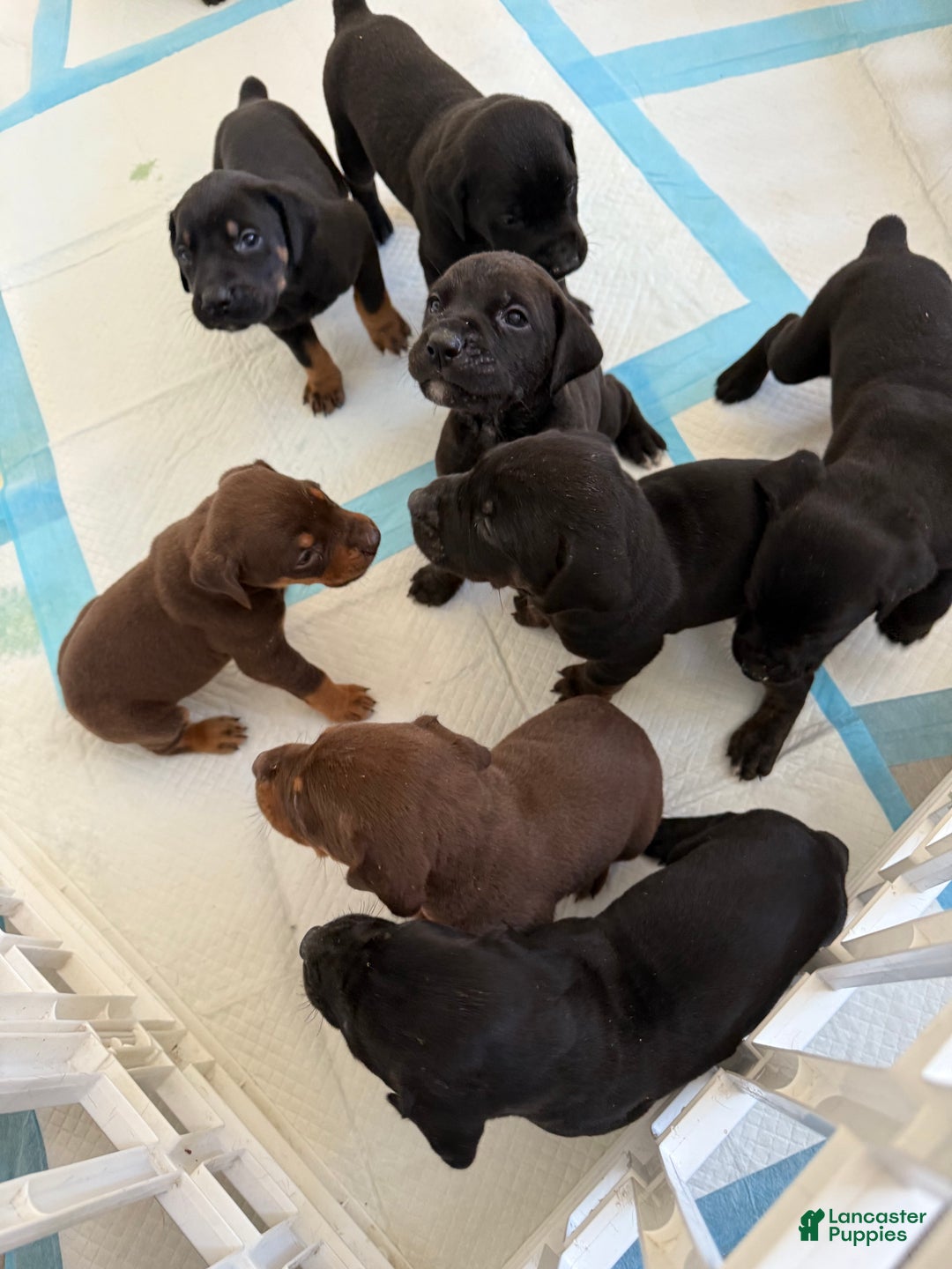 Mixed Breed dogs for sale: White - Ad 3