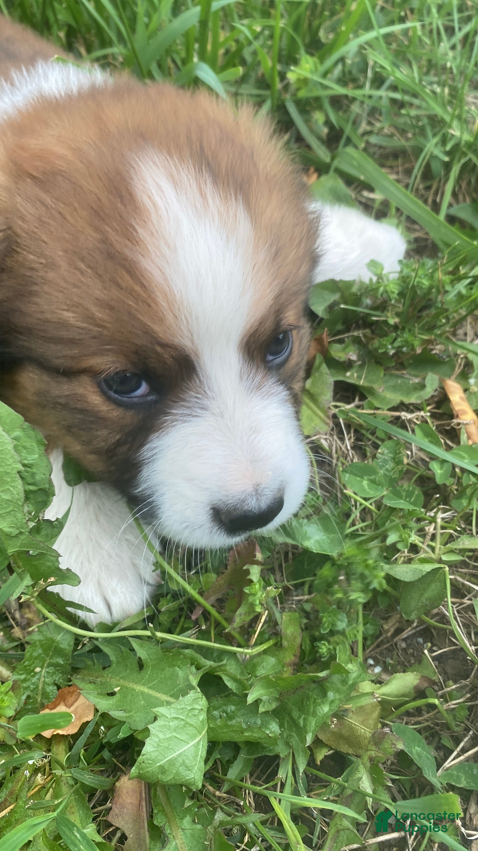 Mixed Breed dogs for sale: ♥️SWEET TIMBER ♥️ - Ad 6