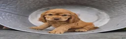 Cocker Spaniel dogs for sale: Kenya - Ad 1