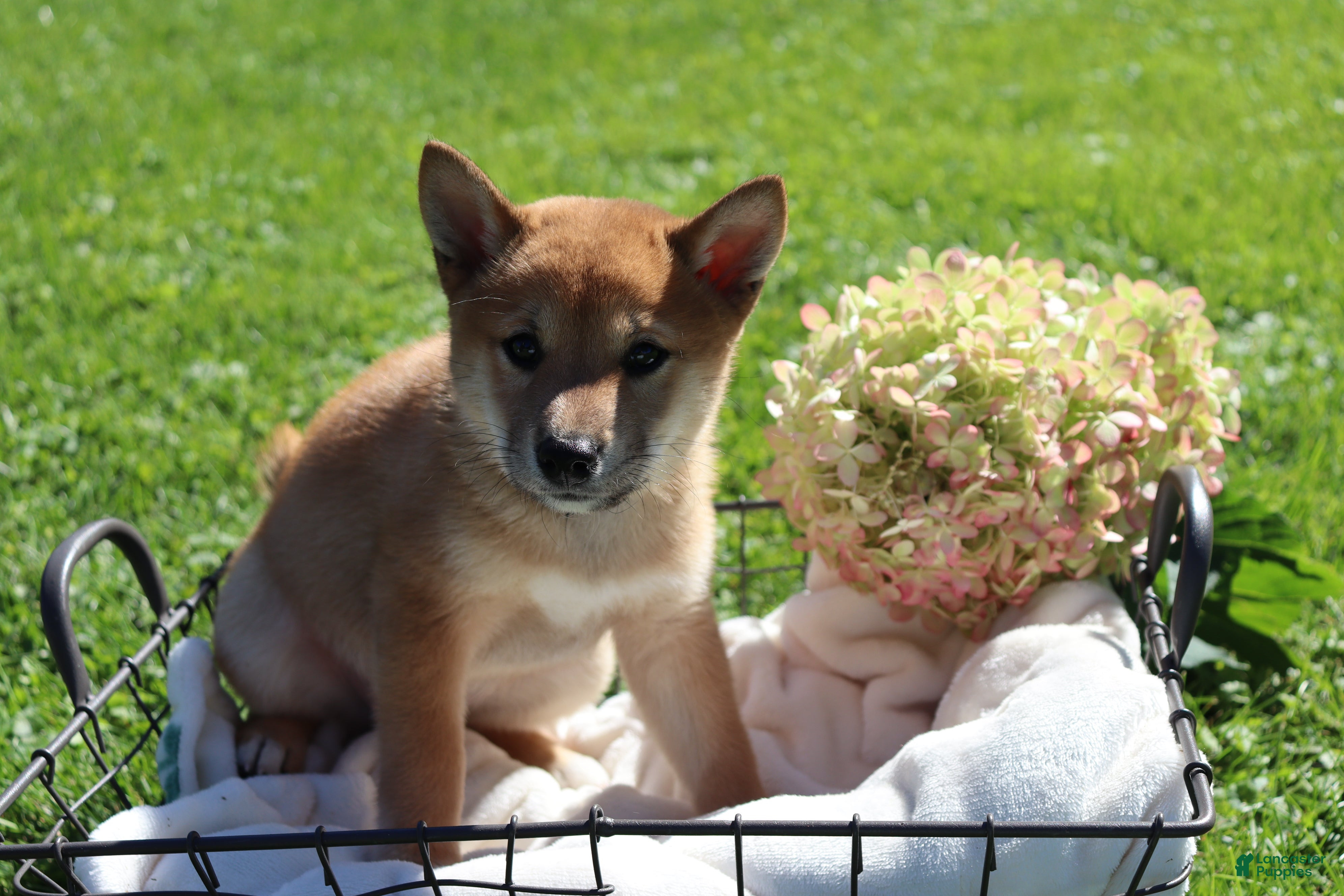 Shiba Inu dogs Tootsie - Ad 1