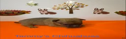 Chihuahua dogs for sale: Chihuahua 2 - Ad 4