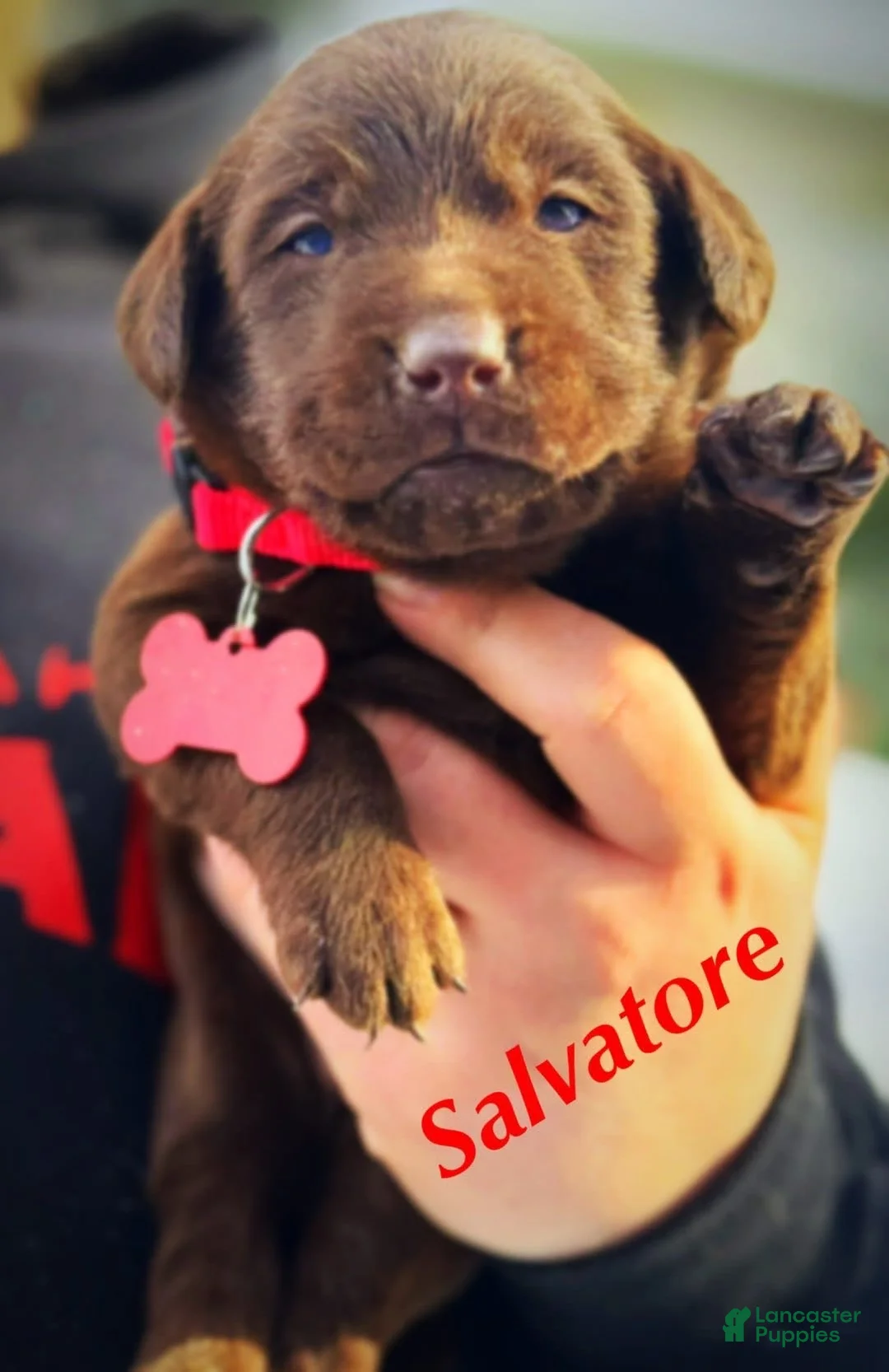 Labrador Retriever dogs for sale: Sal - Ad 14