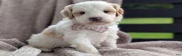 Mini Goldendoodle dogs for sale: Lilly - Ad 1