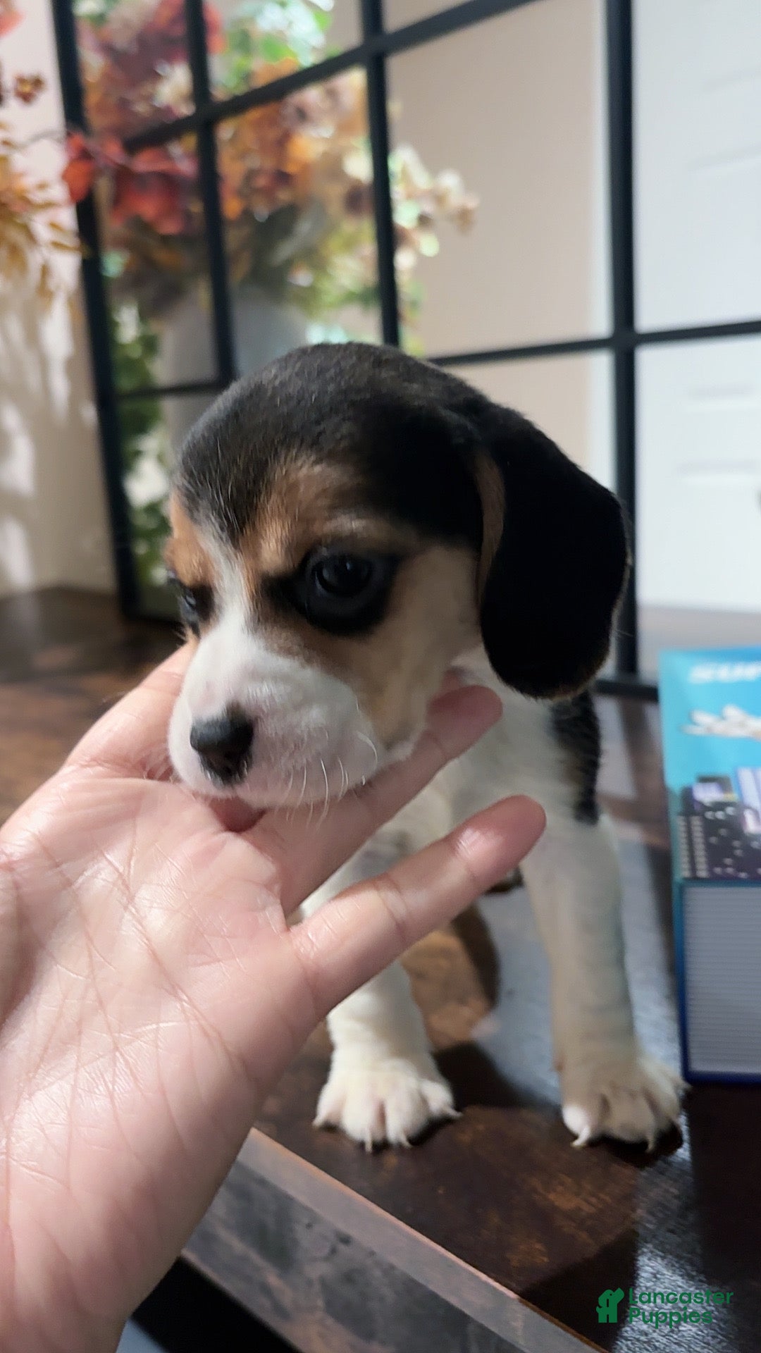 Beagle dogs for sale: Beagle Puppy 3 - Ad 1