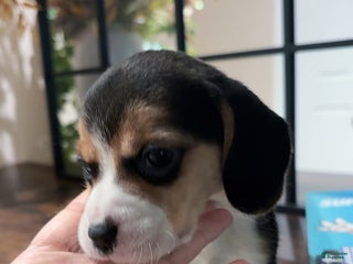 Beagle dogs Beagle Puppy 3 - Ad 3