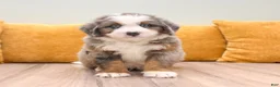 Mini Bernedoodle dogs for sale: Hunter - Blue Eyes - Ad 8