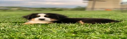 Bernese Mountain Dog dogs for sale: BoBo - Ad 8
