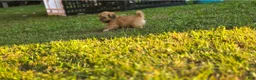 Shih Tzu dogs for sale: Dopey - Ad 4