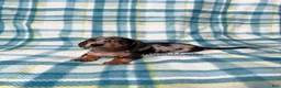 Miniature Dachshund dogs for sale: Black and Tan Silver Dapple Smooth Coat Male AKC  - Ad 3