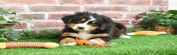Bernese Mountain Dog dogs for sale: Stockings  - Ad 11
