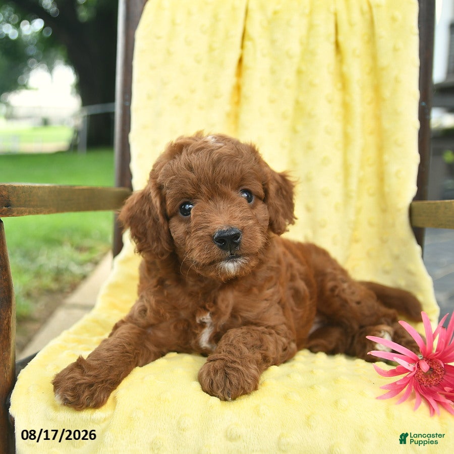 Cavapoo dogs Jet  - Ad 2