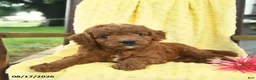 Cavapoo dogs for sale: Jet  - Ad 2