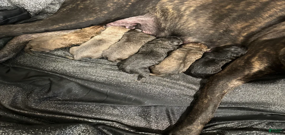 Gallery Image {{count}}