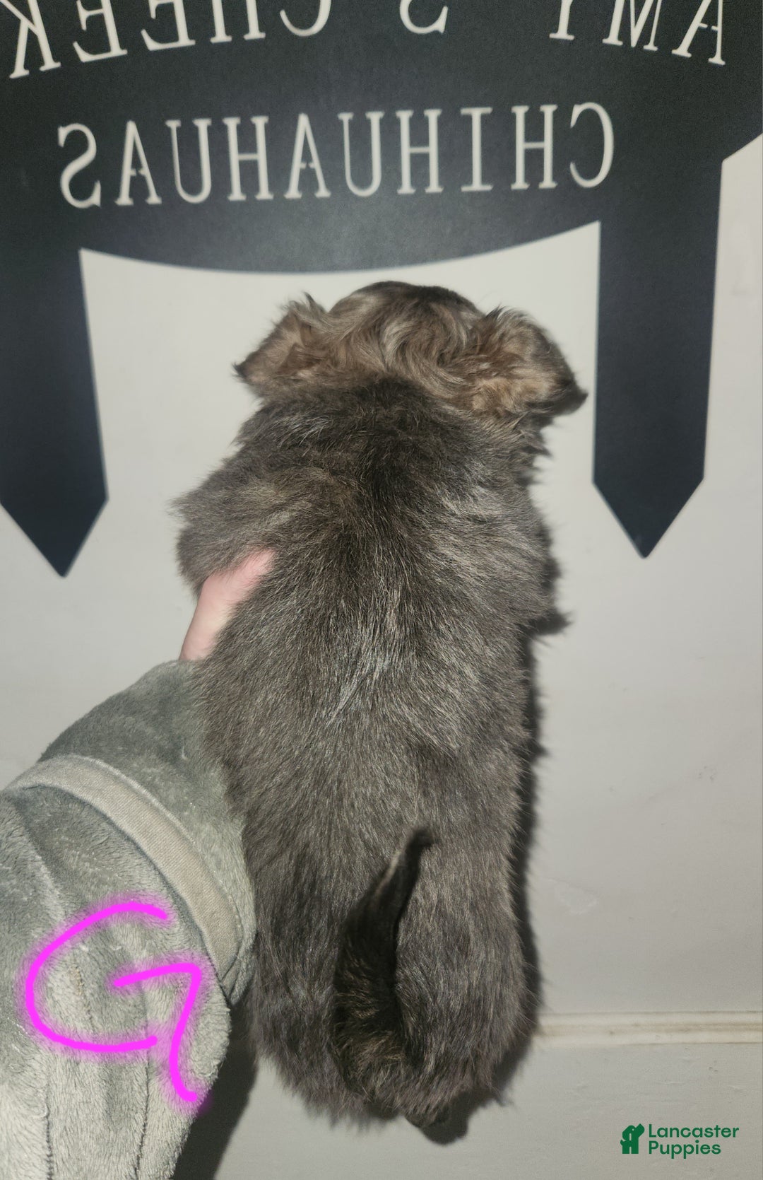 Chihuahua dogs for sale: Sophia  - Ad 3