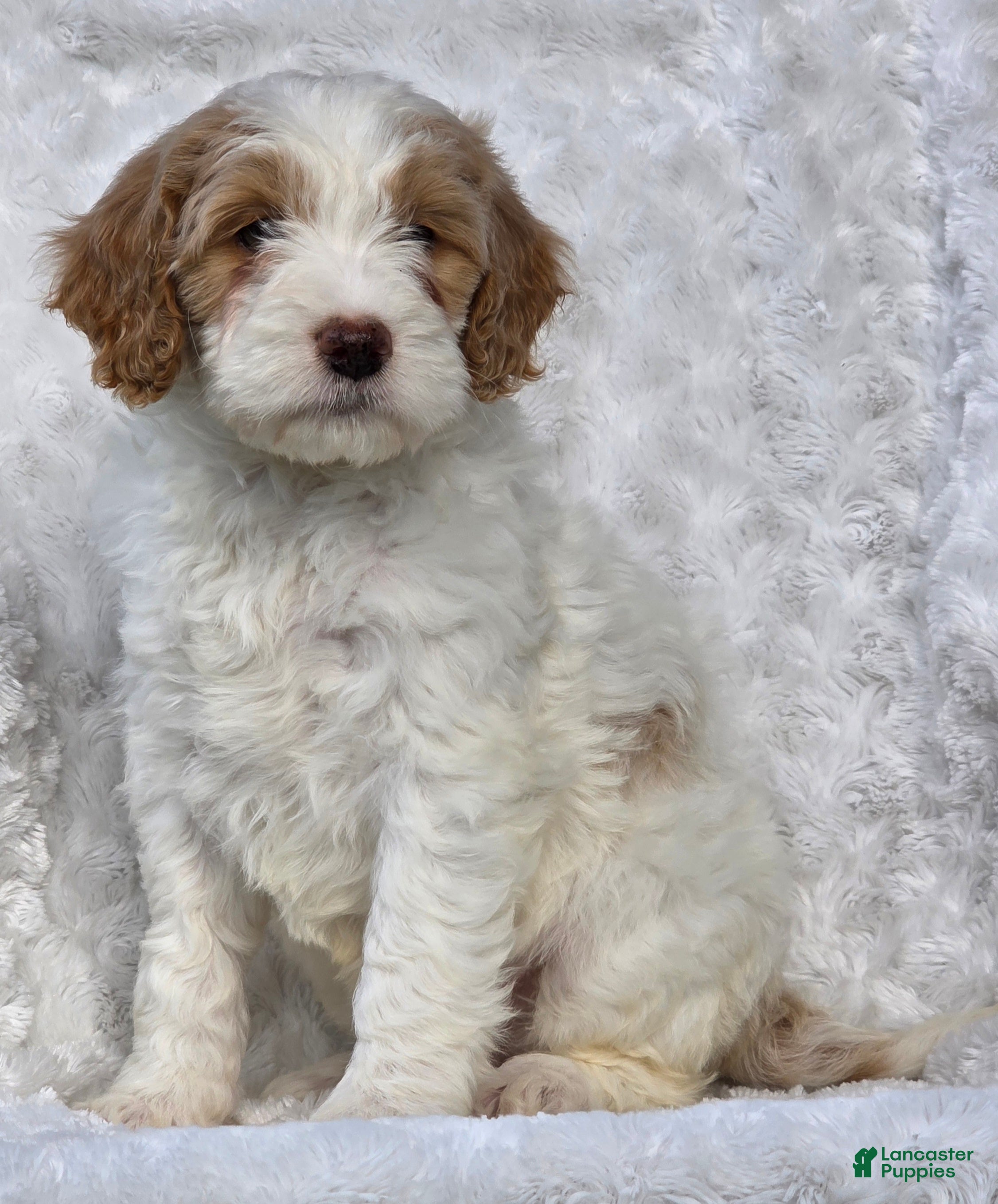 Mini Goldendoodle dogs Bryce - Ad 2