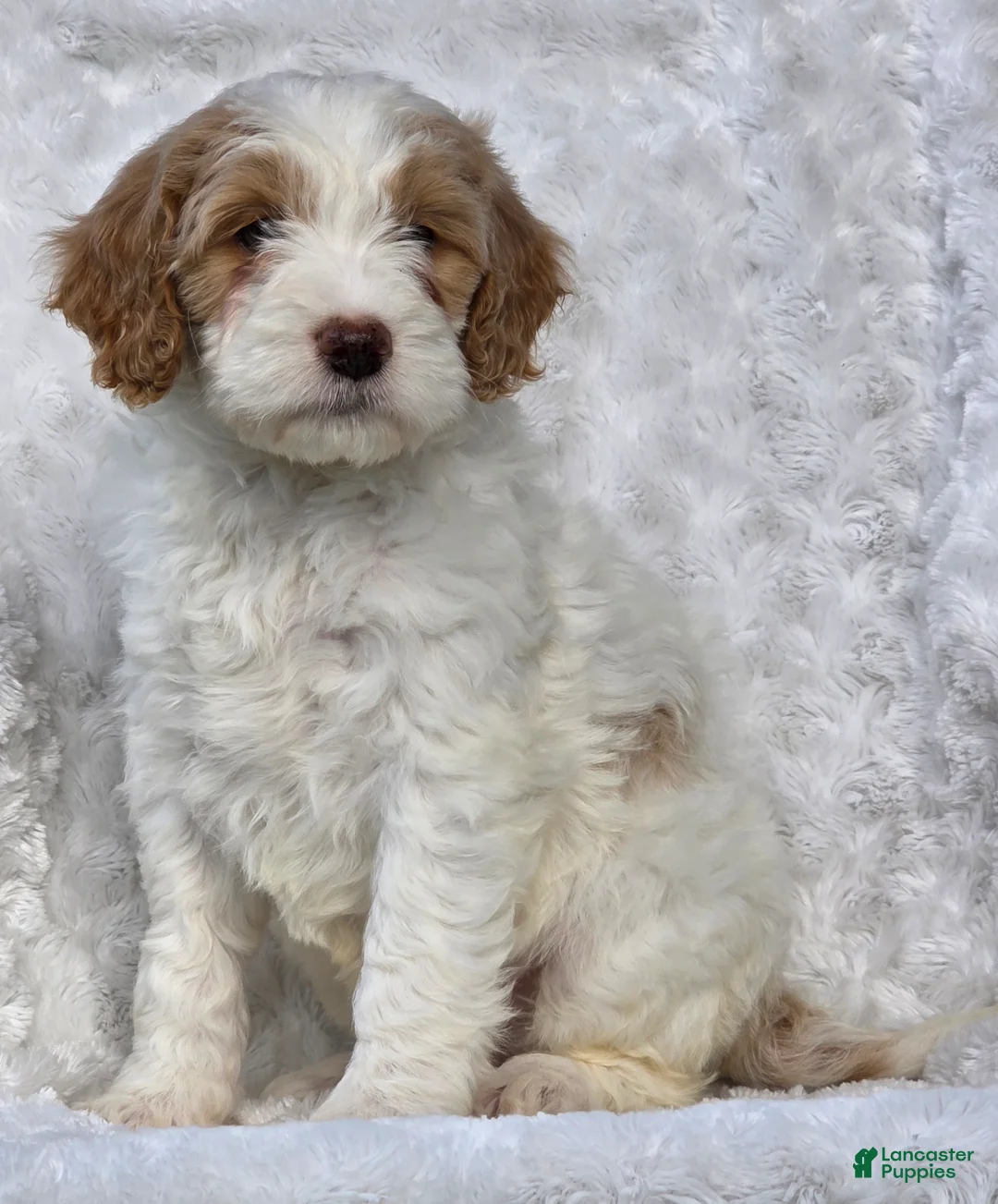 Mini Goldendoodle dogs for sale: Bryce - Ad 2