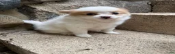 Pomeranian dogs for sale: Rudy - Ad 14