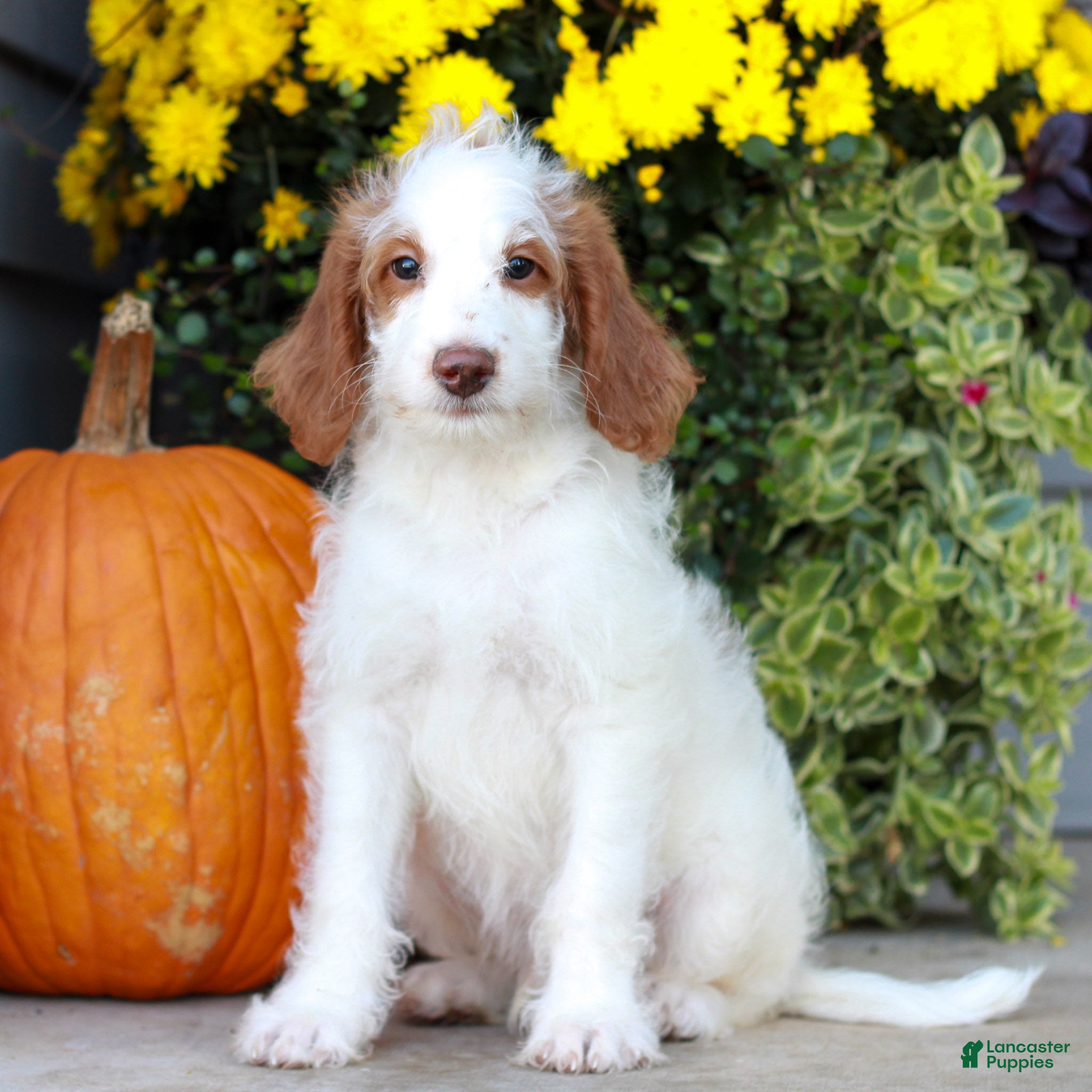 Miniature Labradoodle dogs for sale: Dallas  - Ad 1