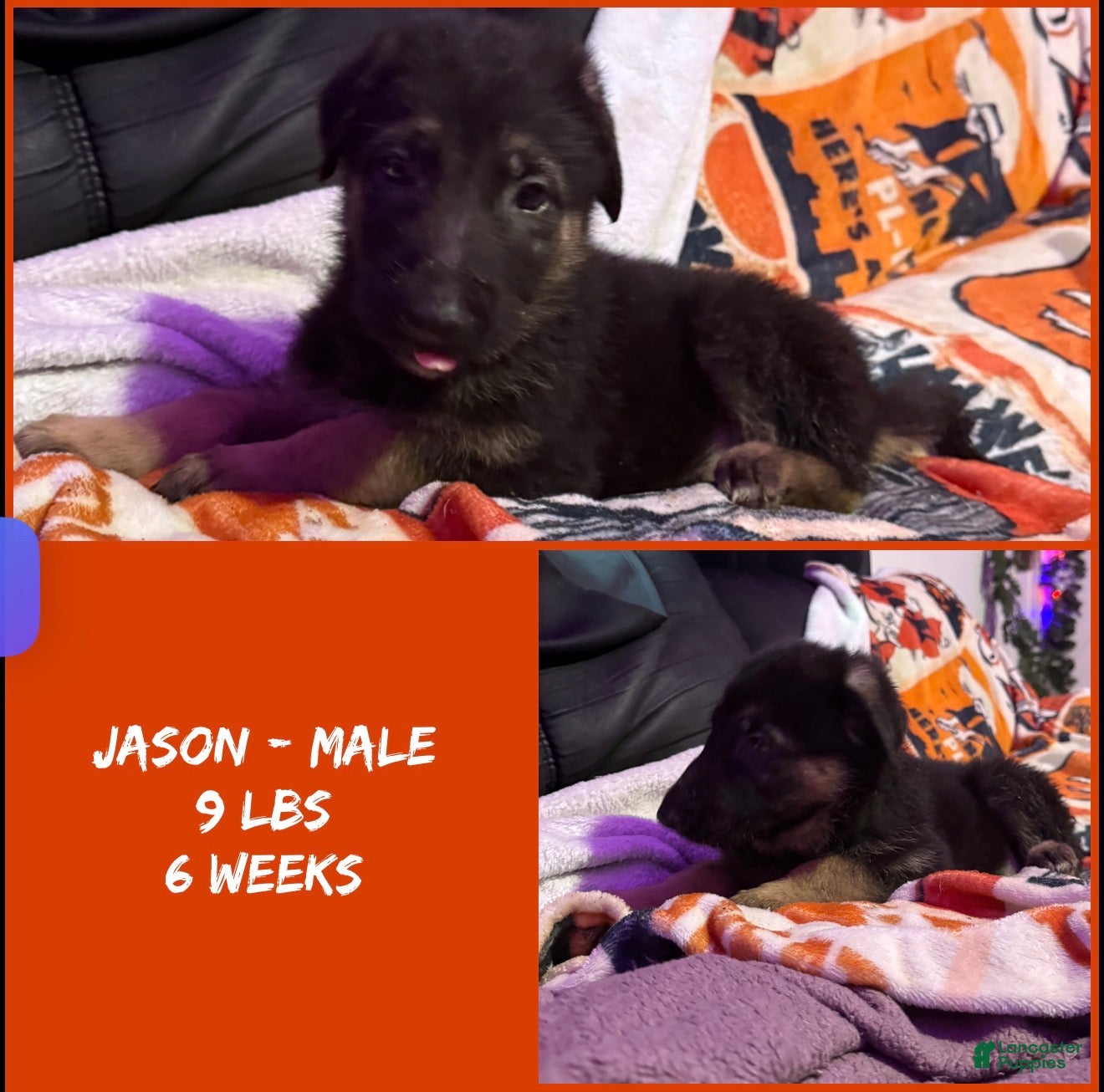 German Shepherd dogs Jason - Ad 1
