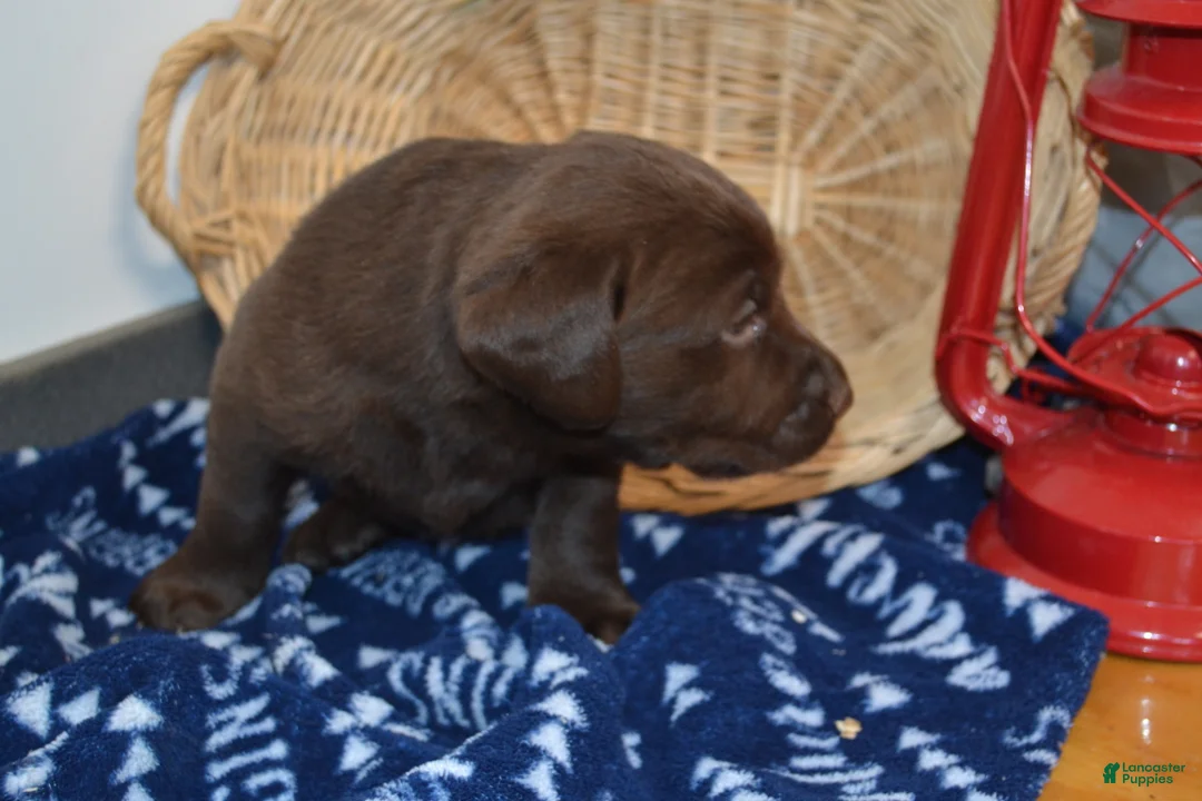 Labrador Retriever dogs for sale: Zain - Ad 2