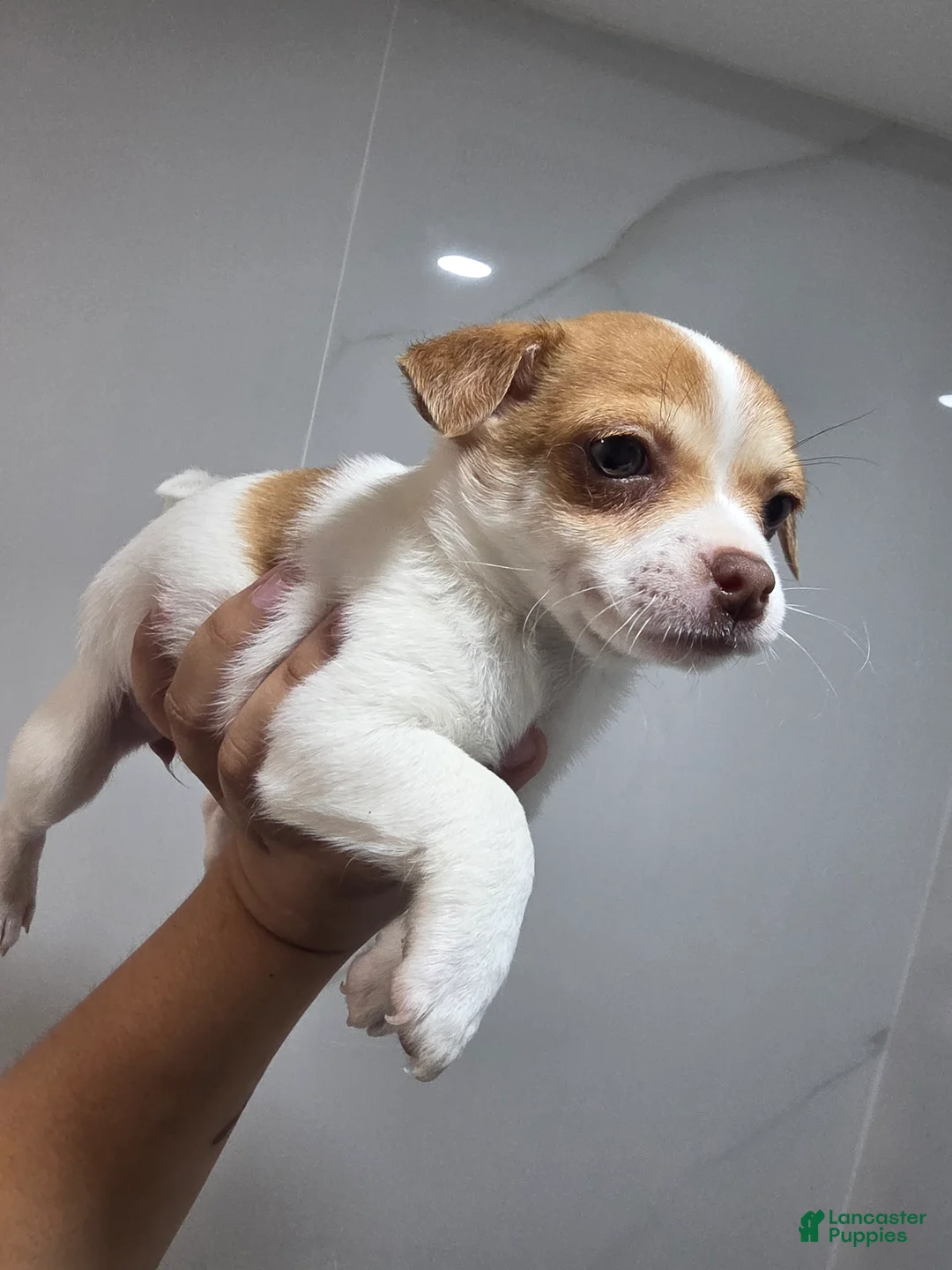 Chihuahua dogs for sale: Chihuahua kiara - Ad 3