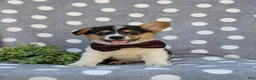 Welsh Corgi Pembroke dogs for sale: Blaze - Ad 1