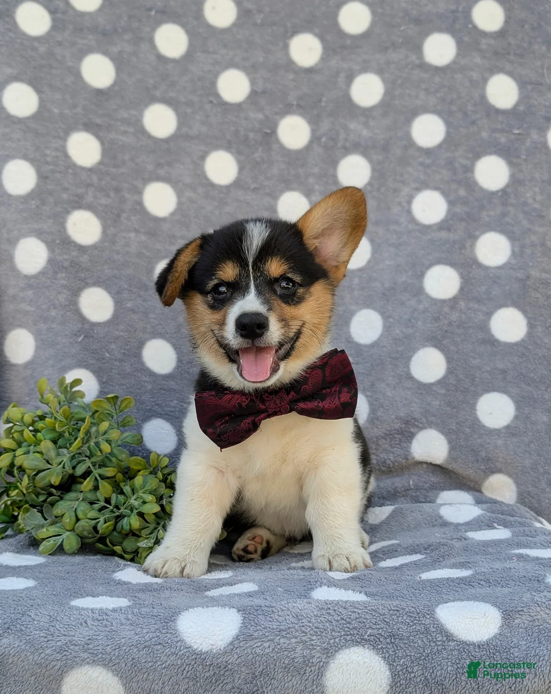Welsh Corgi Pembroke dogs for sale: Blaze - Ad 1