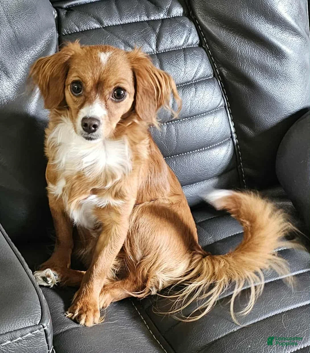 Cavachon dogs for sale: Little Big Dude - Ad 6