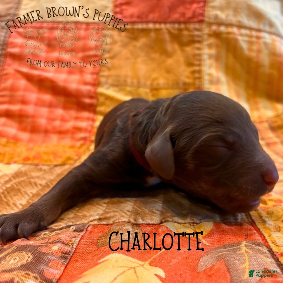 Mixed Breed dogs Charlotte - Ad 36