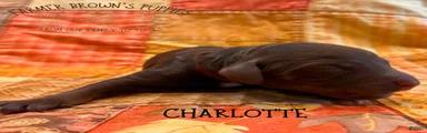 Charlotte