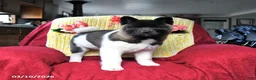 Akita dogs for sale: Betty   - Ad 5