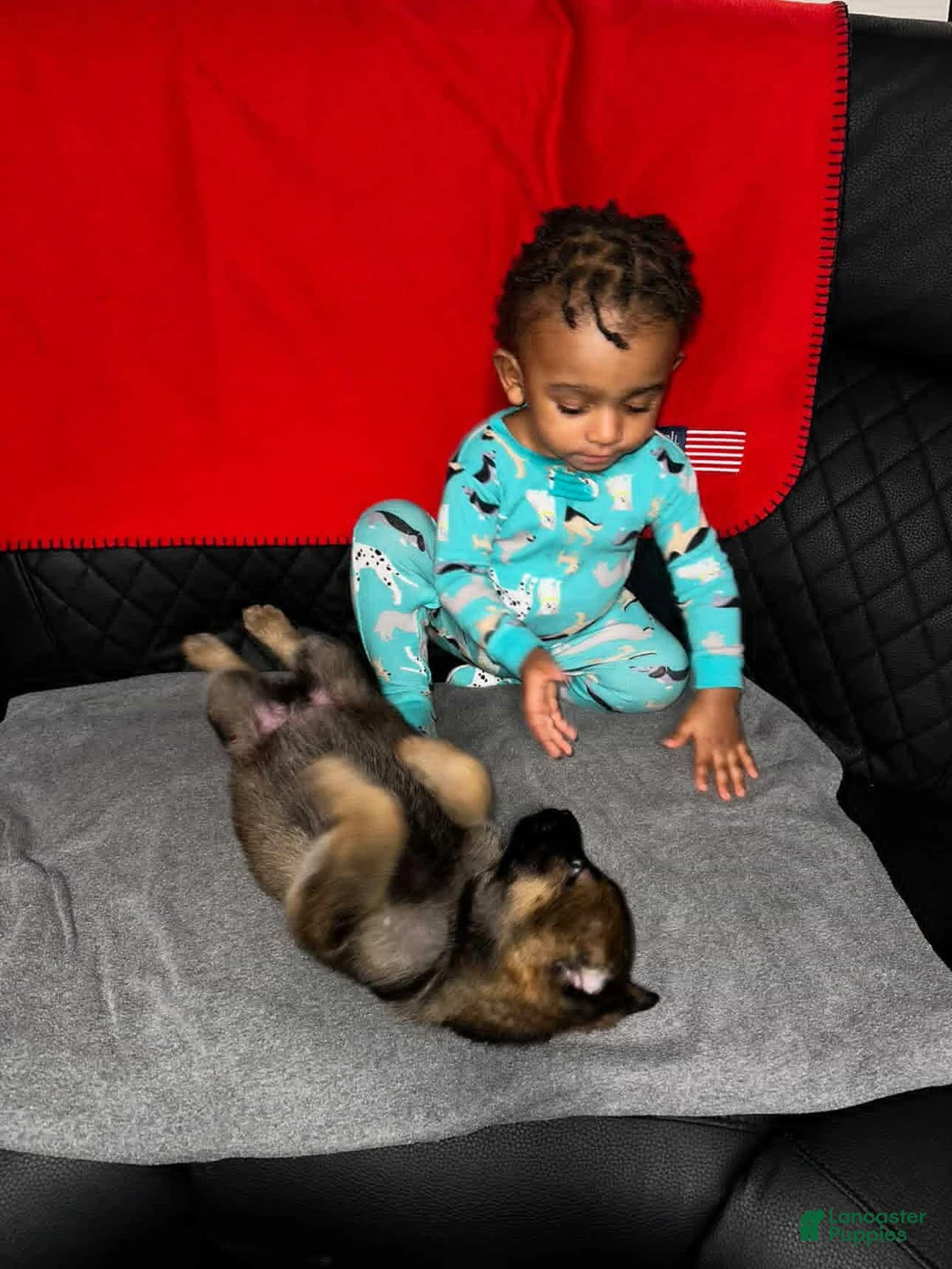 German Shepherd dogs for sale: German Shepherd Puppy 4 - Ad 2