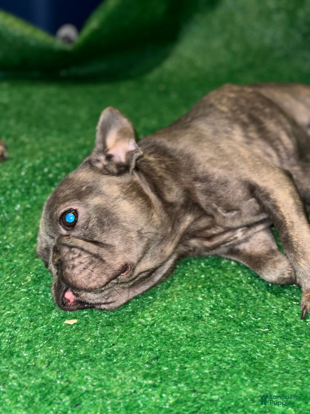 French Bulldog dogs for sale: French Bulldog Puppy 2 - Ad 9