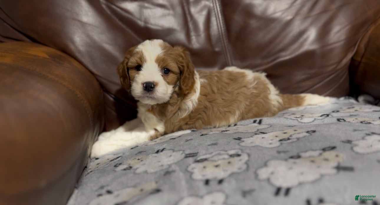 Cavapoo dogs Milo - Ad 14