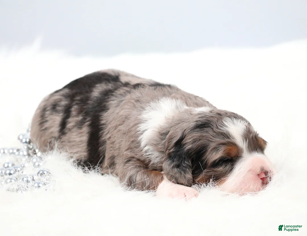 Mini Bernedoodle dogs for sale: Flora  - Ad 1