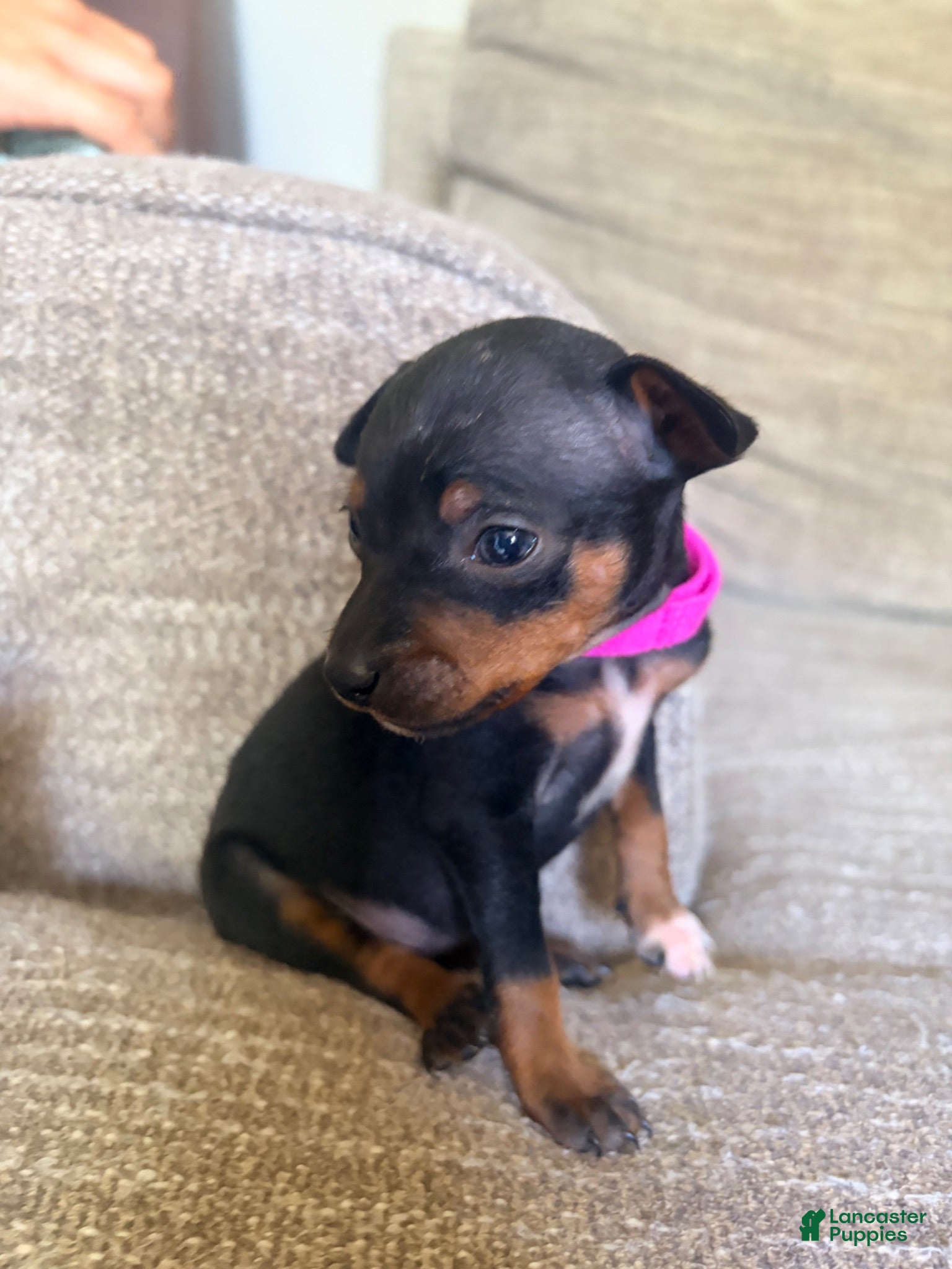 Miniature Pinscher dogs Miniature Pinscher 3 - Ad 40