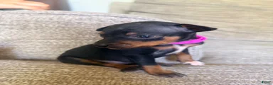 Miniature Pinscher 3