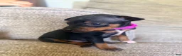 Miniature Pinscher dogs for sale: Miniature Pinscher 3 - Ad 1