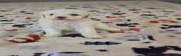 Toy Poodle dogs for sale: Toy Poodle 1 - Ad 5