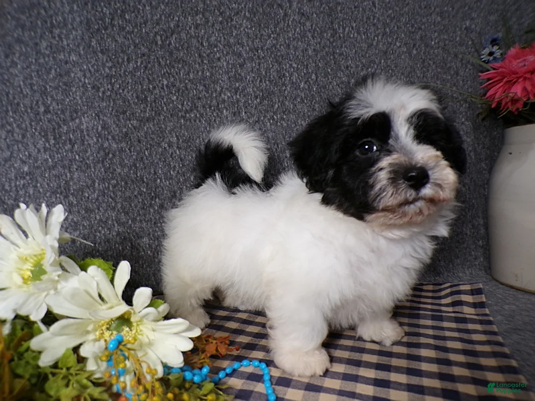 Havanese dogs for sale: Kye - Ad 1