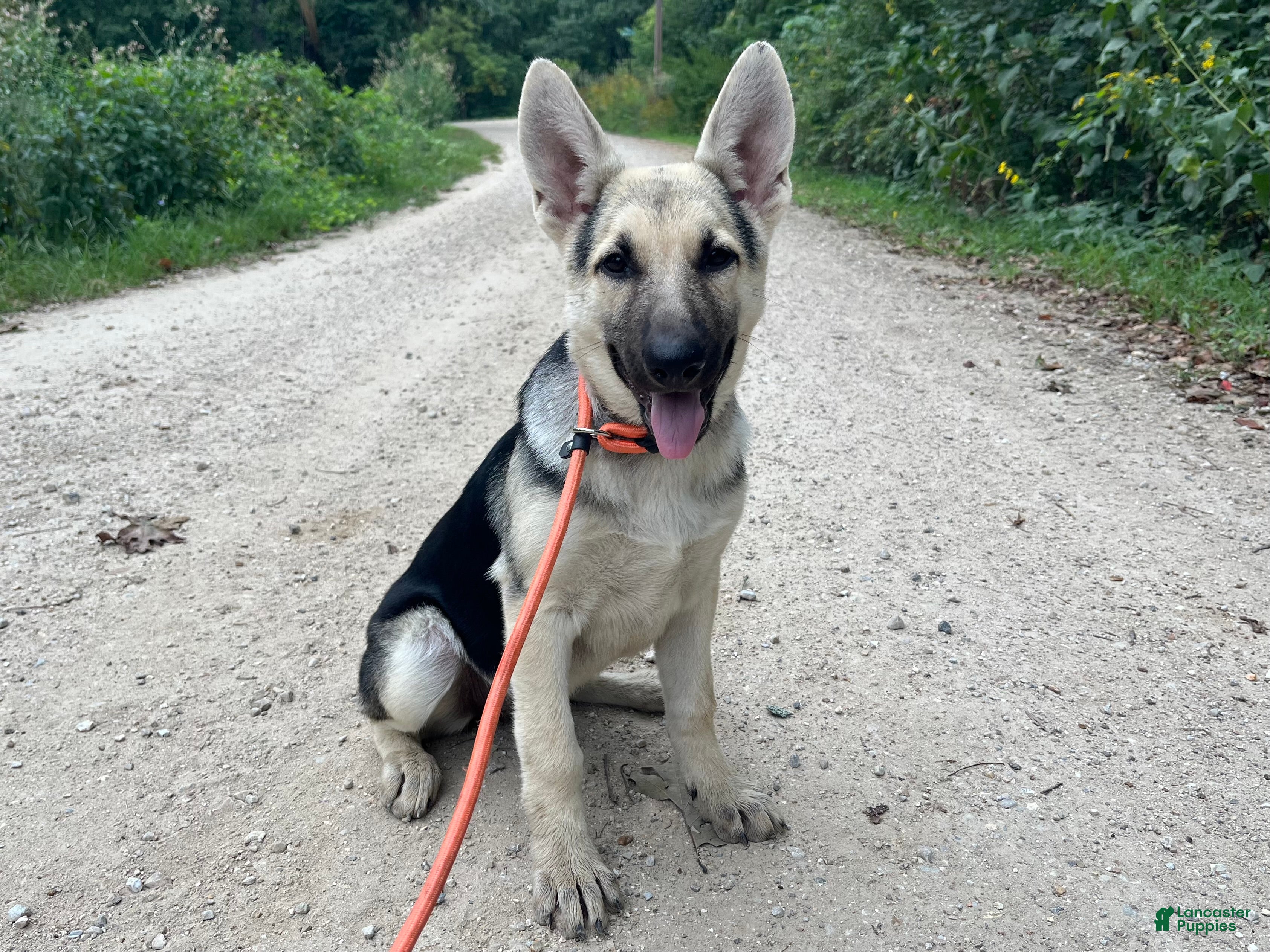 German Shepherd dogs Daisy - Ad 7