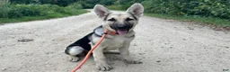 German Shepherd dogs for sale: Daisy - Ad 1