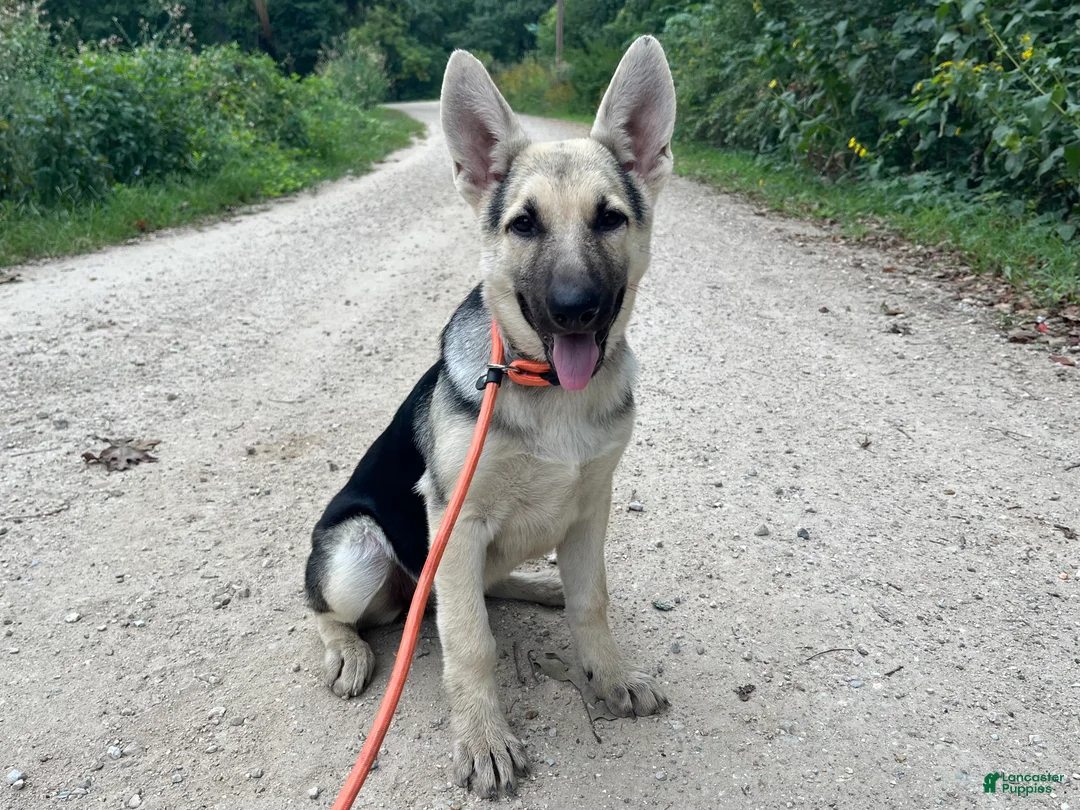 German Shepherd dogs for sale: Daisy - Ad 1