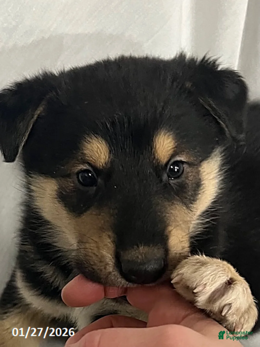 Mixed Breed dogs for sale: Ty  - Ad 2