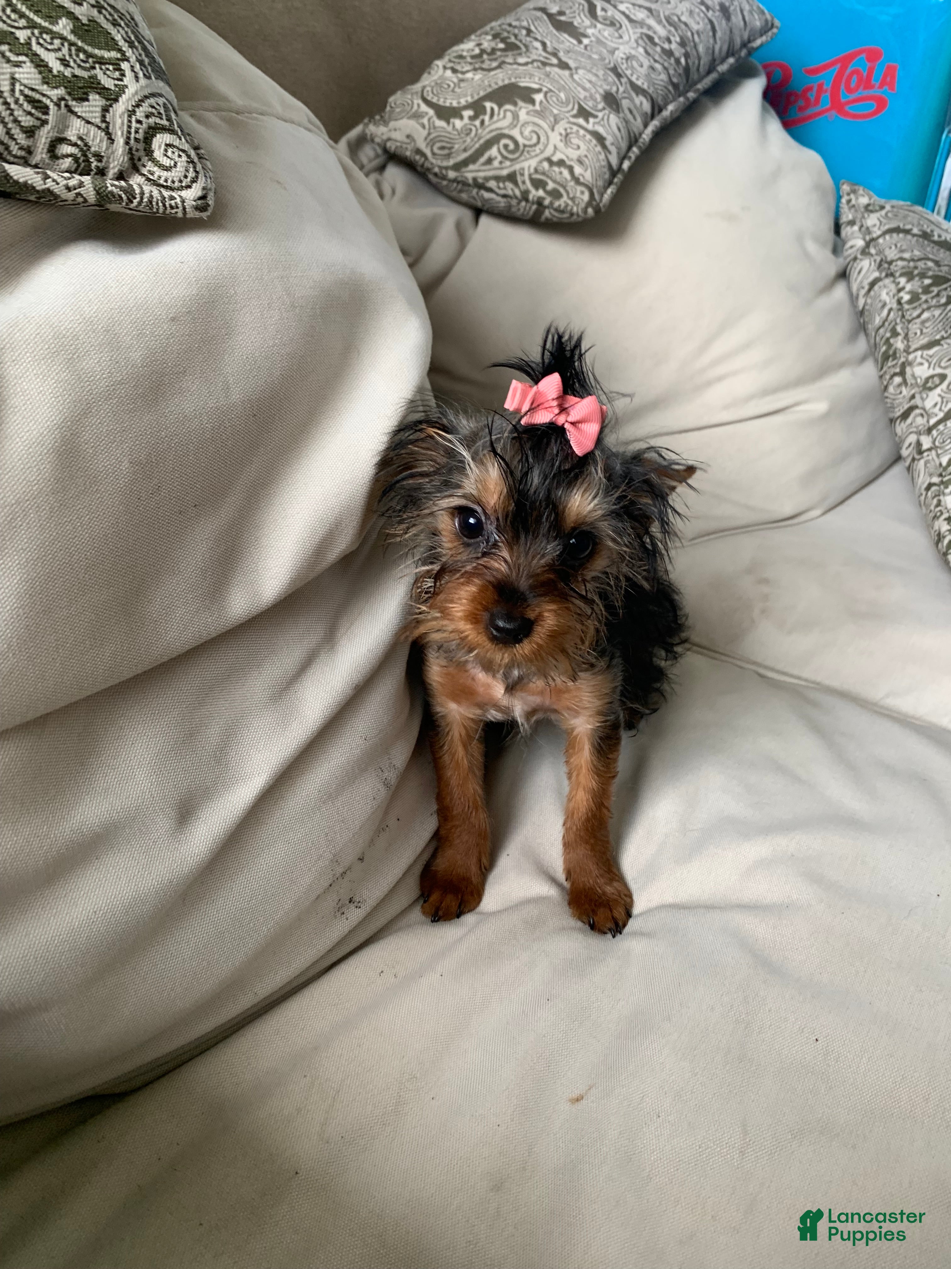 Yorkshire Terrier dogs Bella - Ad 17