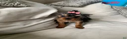 Yorkshire Terrier dogs for sale: Bella - Ad 1