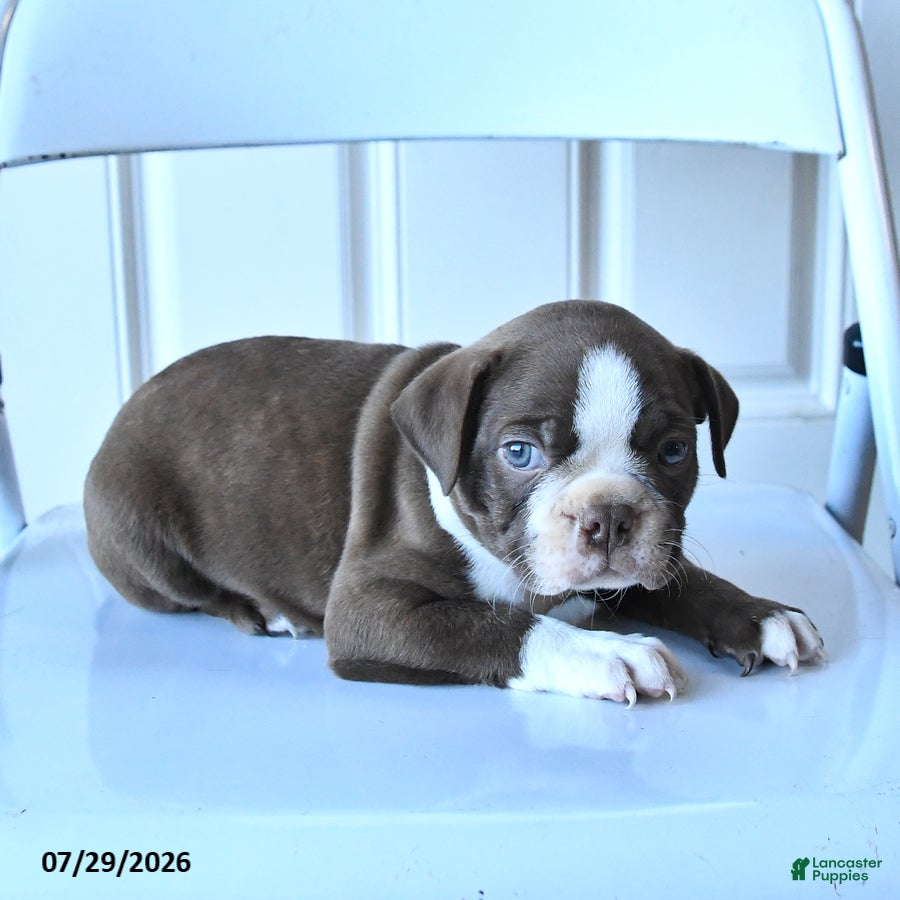 Boston Terrier dogs Bill - Ad 2