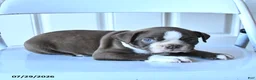 Boston Terrier dogs for sale: Bill - Ad 2