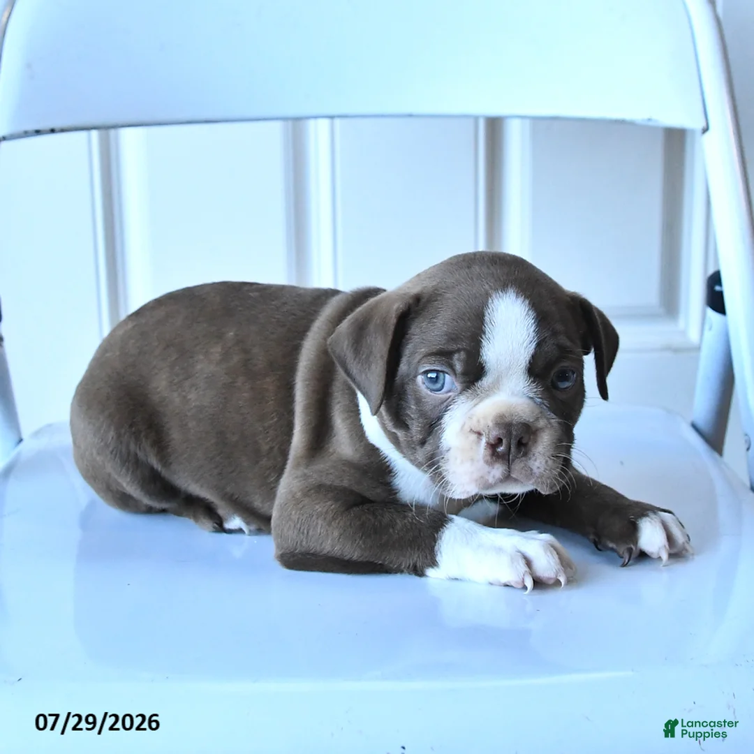 Boston Terrier dogs for sale: Bill - Ad 2